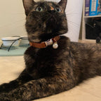 Papyonlu Kedi tasması Kadife İsimli Zilli Kedi tasma 755153