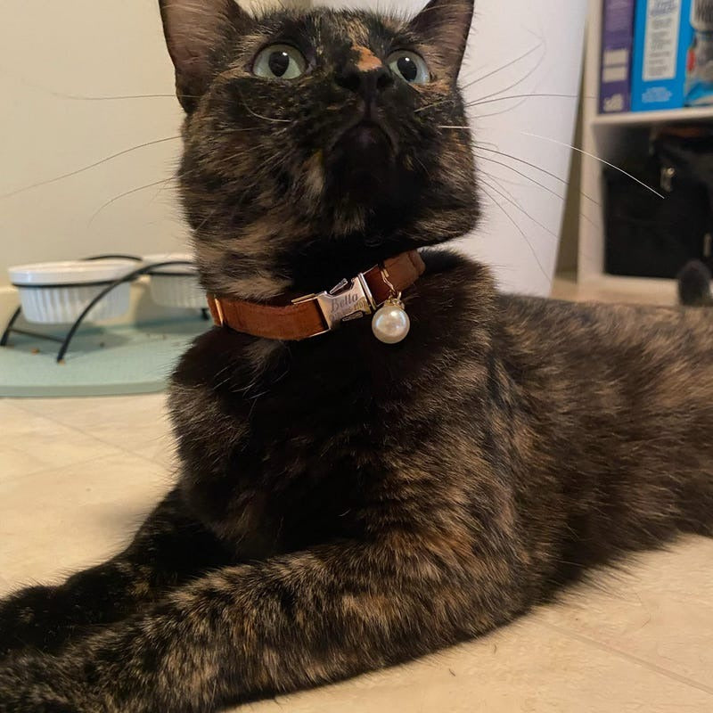 Kedi tasması Kadife İsimli Zilli Kedi tasma 755153