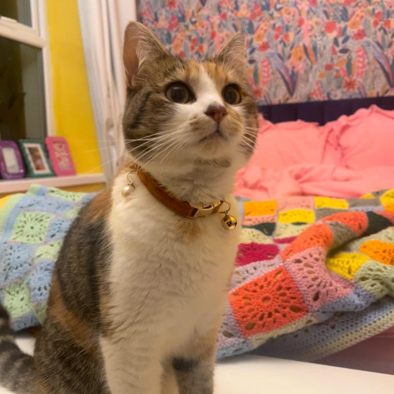 Kedi tasması Kadife İsimli Zilli Kedi tasma 755153