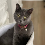 Kedi tasması Kadife isimli Zilli Kedi Tasma 015263