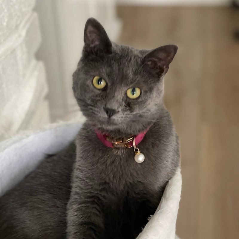 Kedi tasması Kadife isimli Zilli Kedi Tasma 015263