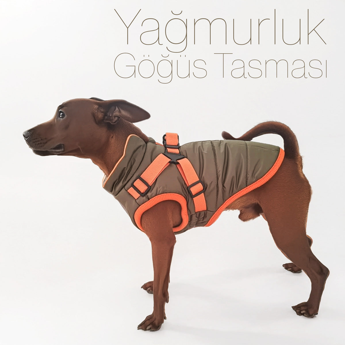 Köpek Yağmurluk Mont Polar İç 292404