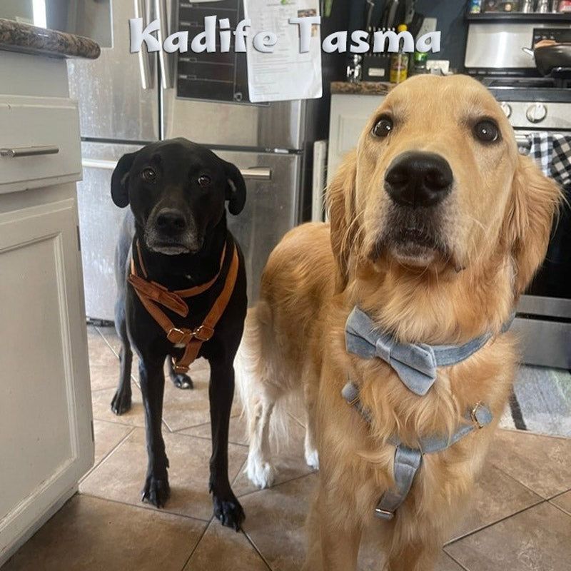 Köpek Boyun Tasması İsimli Kadife 65064