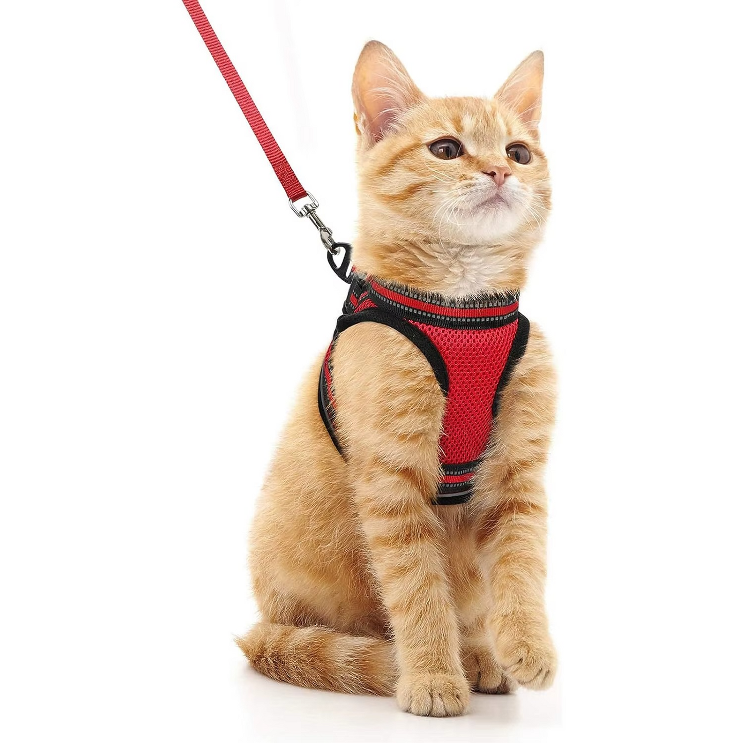 Kedi Göğüs Tasması Set 73040
