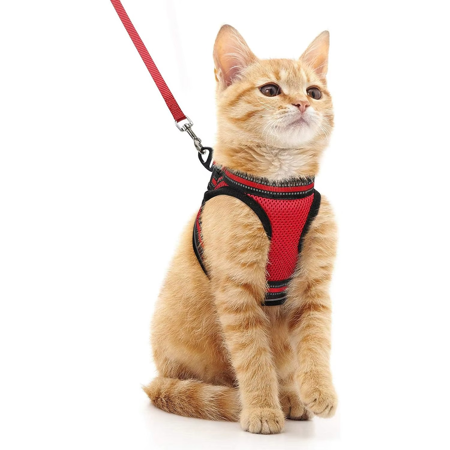 Kedi Göğüs Tasması Set 73040