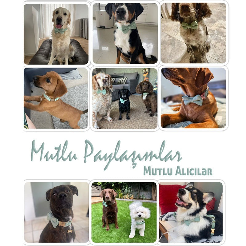 Köpek Boyun Tasması İsimli Nane Yeşil Kadife 404433