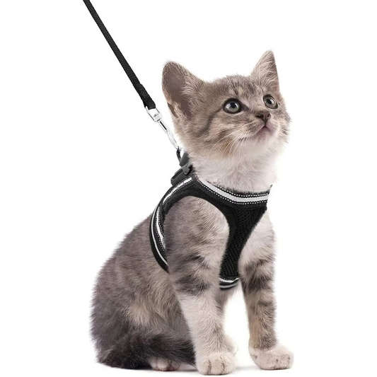 Kedi Göğüs Tasması Set 73040