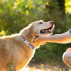 Köpek Tasması İsimli 45863