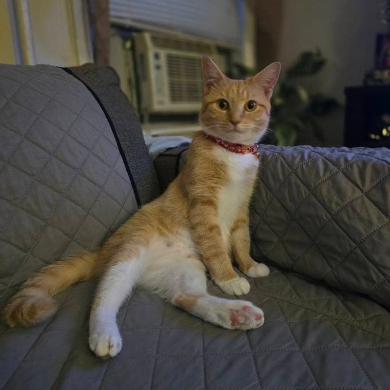 Kedi tasması isimli Zilli Kedi Tasma 60959