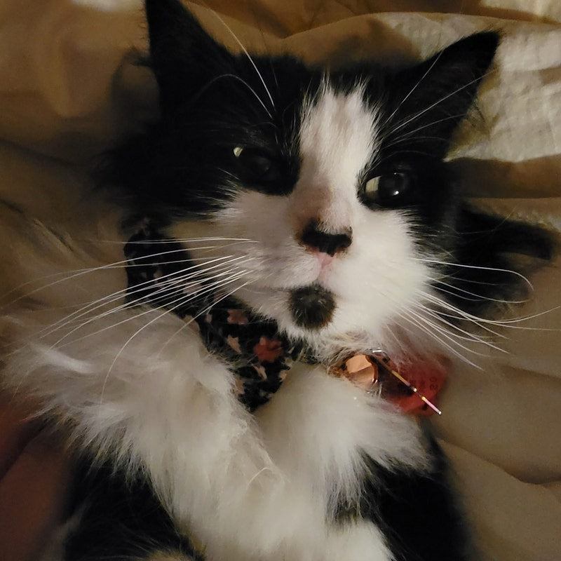 Kedi tasması isimli Zilli Kedi Tasma 23285