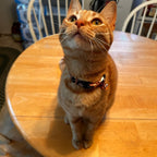 Kedi tasması isimli Zilli Kedi Tasma 23285