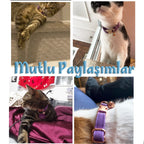 Kedi tasması Kadife İsimli Zilli 14534
