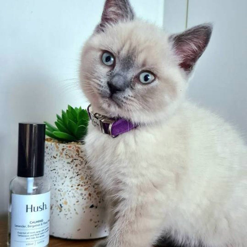Kedi tasması Kadife İsimli Zilli 90596