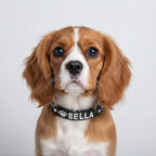 Küçük köpek tasması isimli 16683702