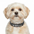 Küçük köpek tasması isimli 16683702