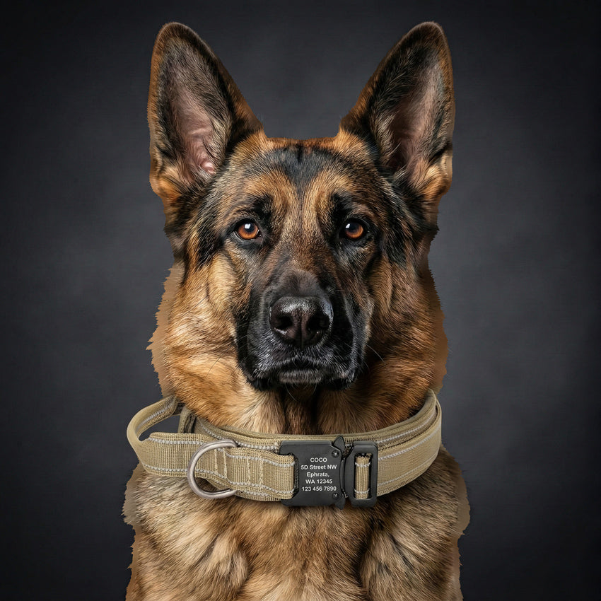 Taktik Köpek tasması İsimli 34487