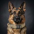 Taktik Köpek tasması İsimli 34487