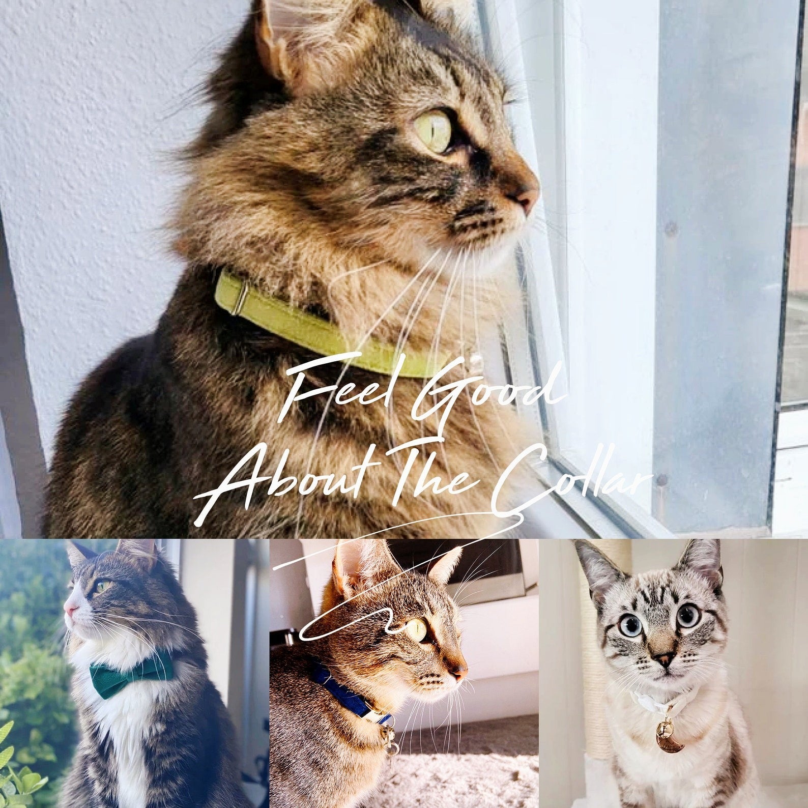 Kedi tasması Kadife İsimli Zilli 03640