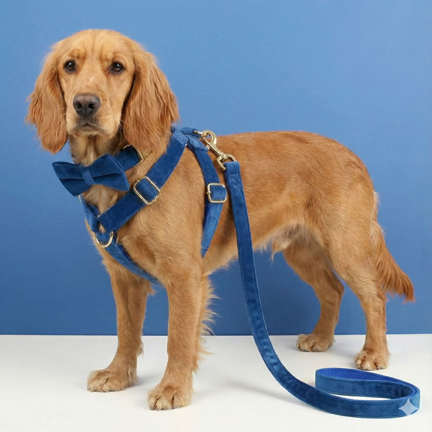 Köpek Boyun Tasması İsimli Royal Mavi Kadife 677623