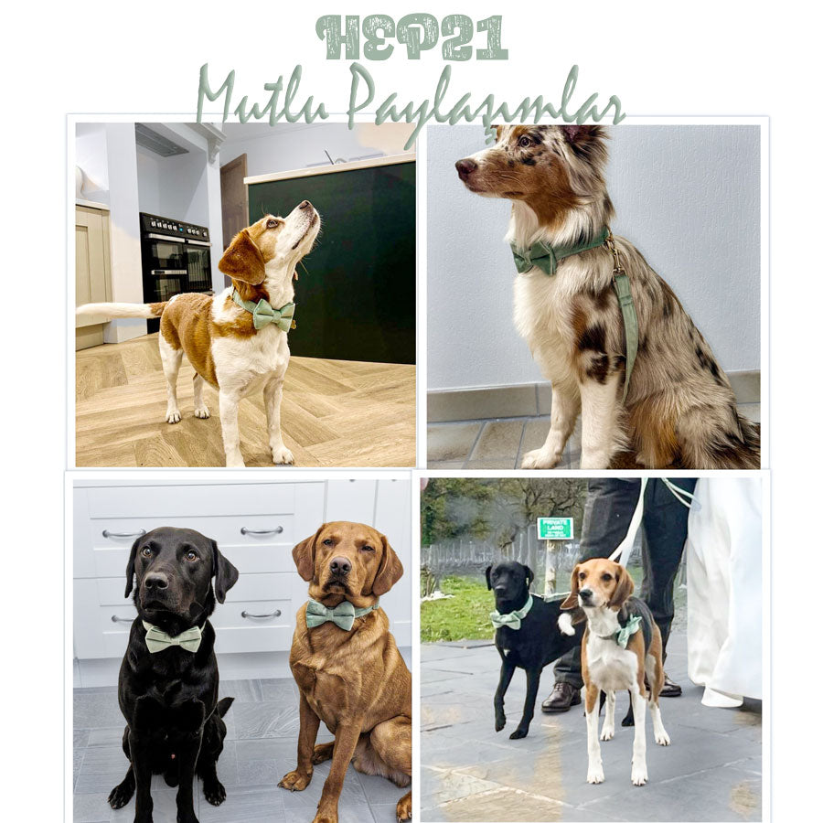 Köpek Boyun Tasması İsimli Nane Yeşil Kadife 404433