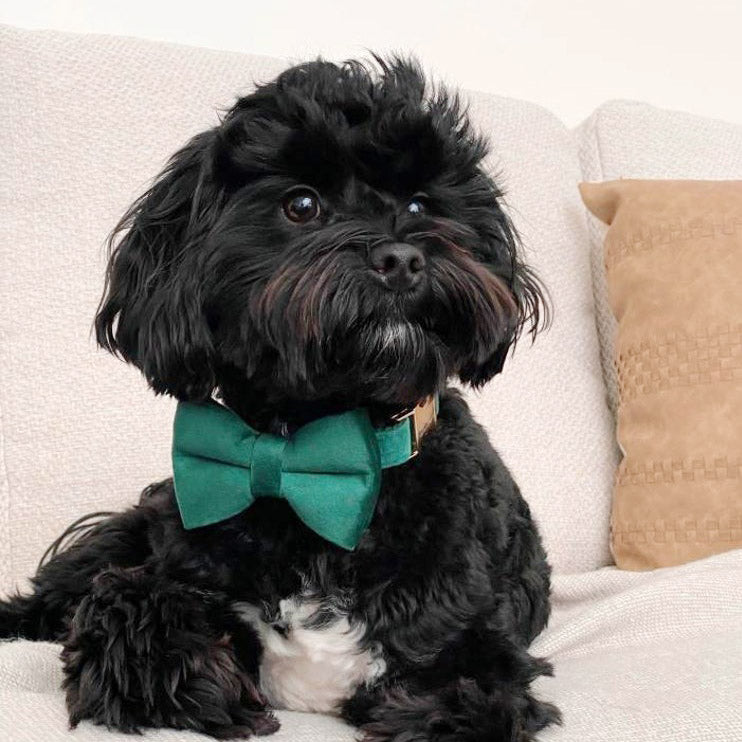 Köpek Boyun Tasması İsimli Christmas Yeşil Kadife 653511
