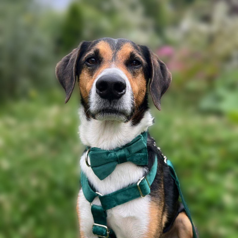 Köpek Boyun Tasması İsimli Christmas Yeşil Kadife 653511