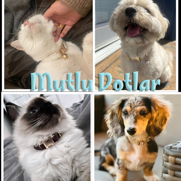 Kedi tasması Kadife İsimli Zilli 57548