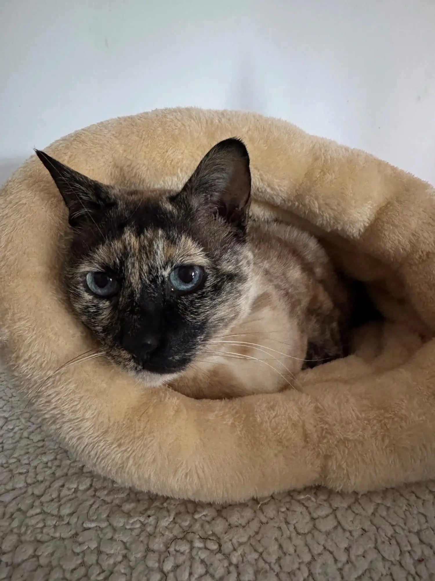 Sonbahar ve Kış Kedi Uyku Tulumu Kedi Yatağı 16084