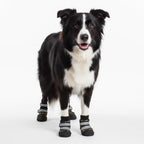 Köpek Ayakkabısı Reflective 48698