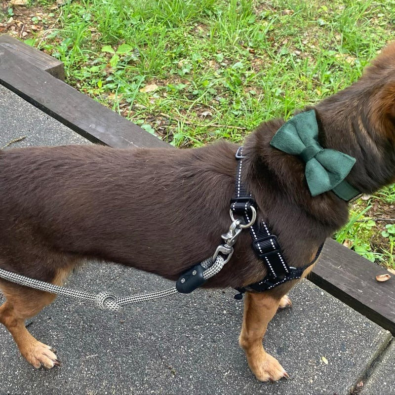 Köpek Boyun Tasması İsimli Orman Yeşili Kadife Boyun Tasması 489419