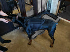 Köpek Göğüs Tasması 01380