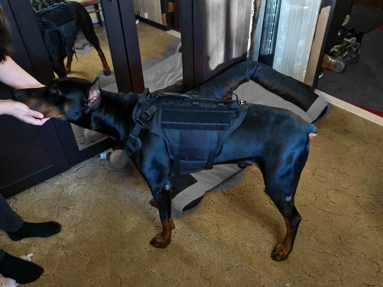 Köpek Göğüs Tasması 01380