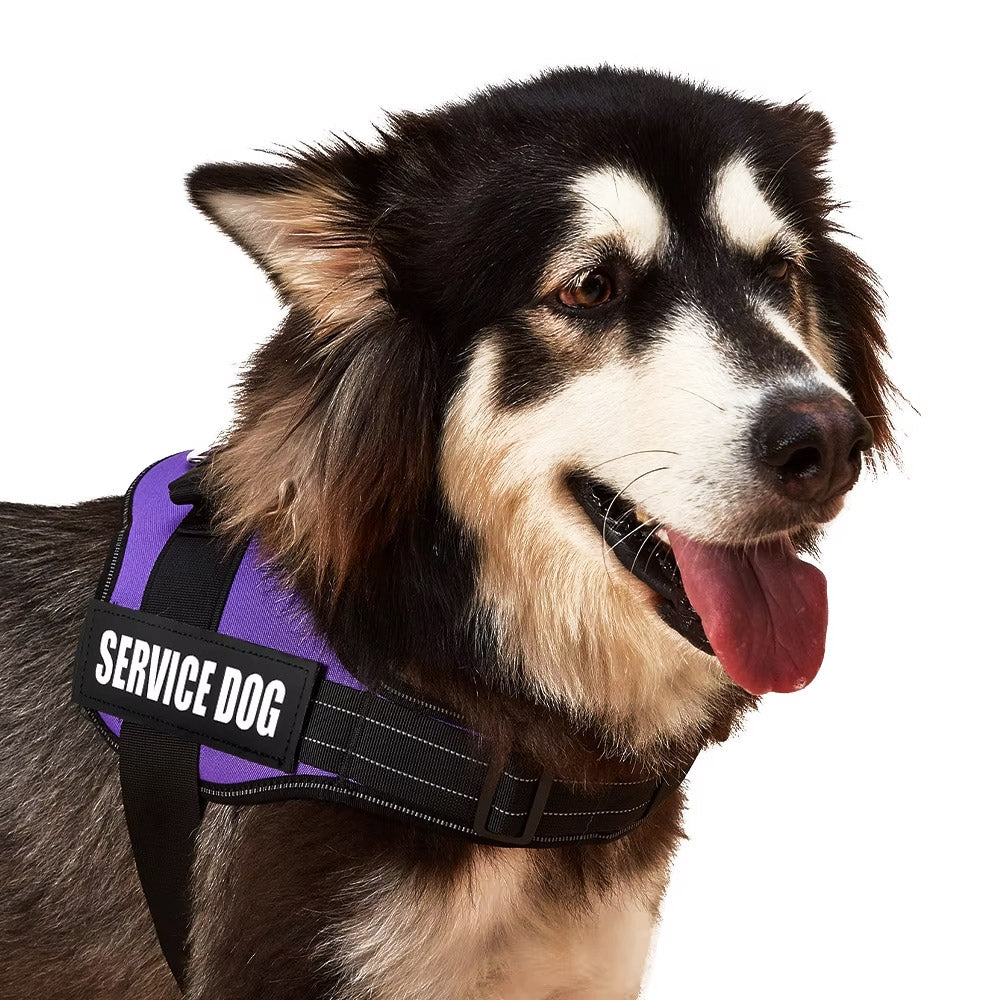 Köpek Göğüs Tasması İSİMLİ Reflective 84076