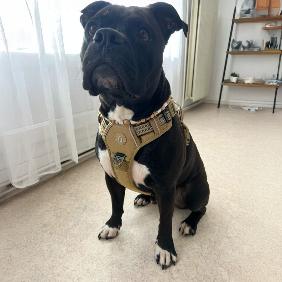 Köpek Göğüs Tasması Yansıtıcı 29189