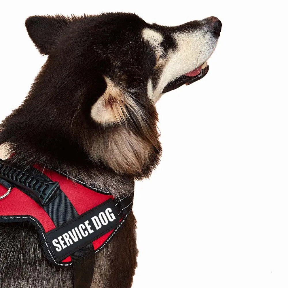 Köpek Göğüs Tasması İSİMLİ Reflective 84076