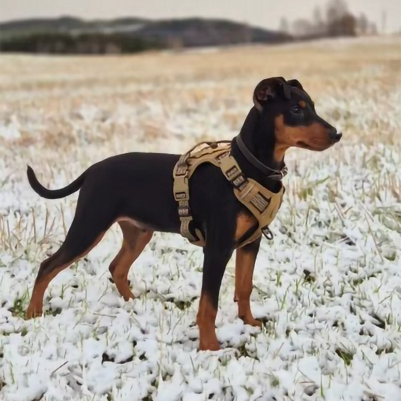 Köpek Göğüs Tasması Yansıtıcı 29189