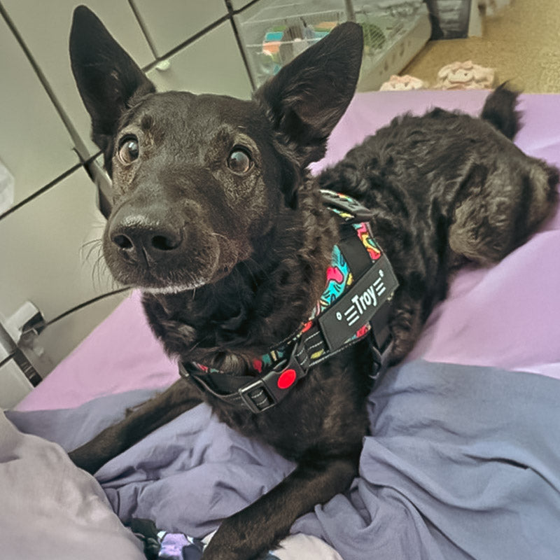 Köpek Göğüs Tasması İSİMLİ Reflective 84076