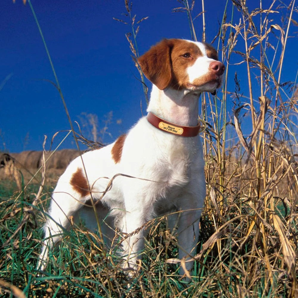 İsimli Deri Köpek tasması 93023