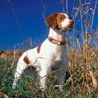 İsimli Deri Köpek tasması 93023