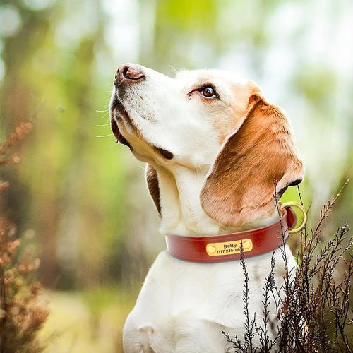 İsimli Deri Köpek tasması 93023