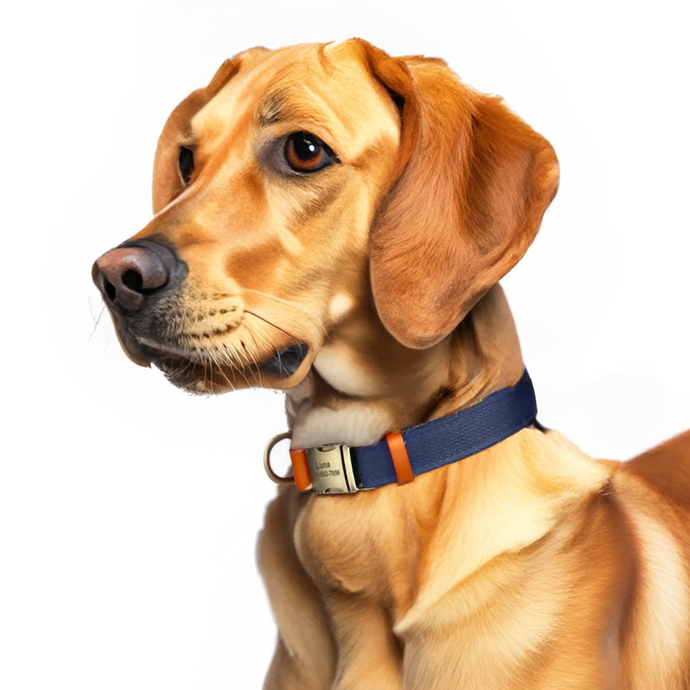 İsimli Köpek Tasması Boyun Tasması 446925