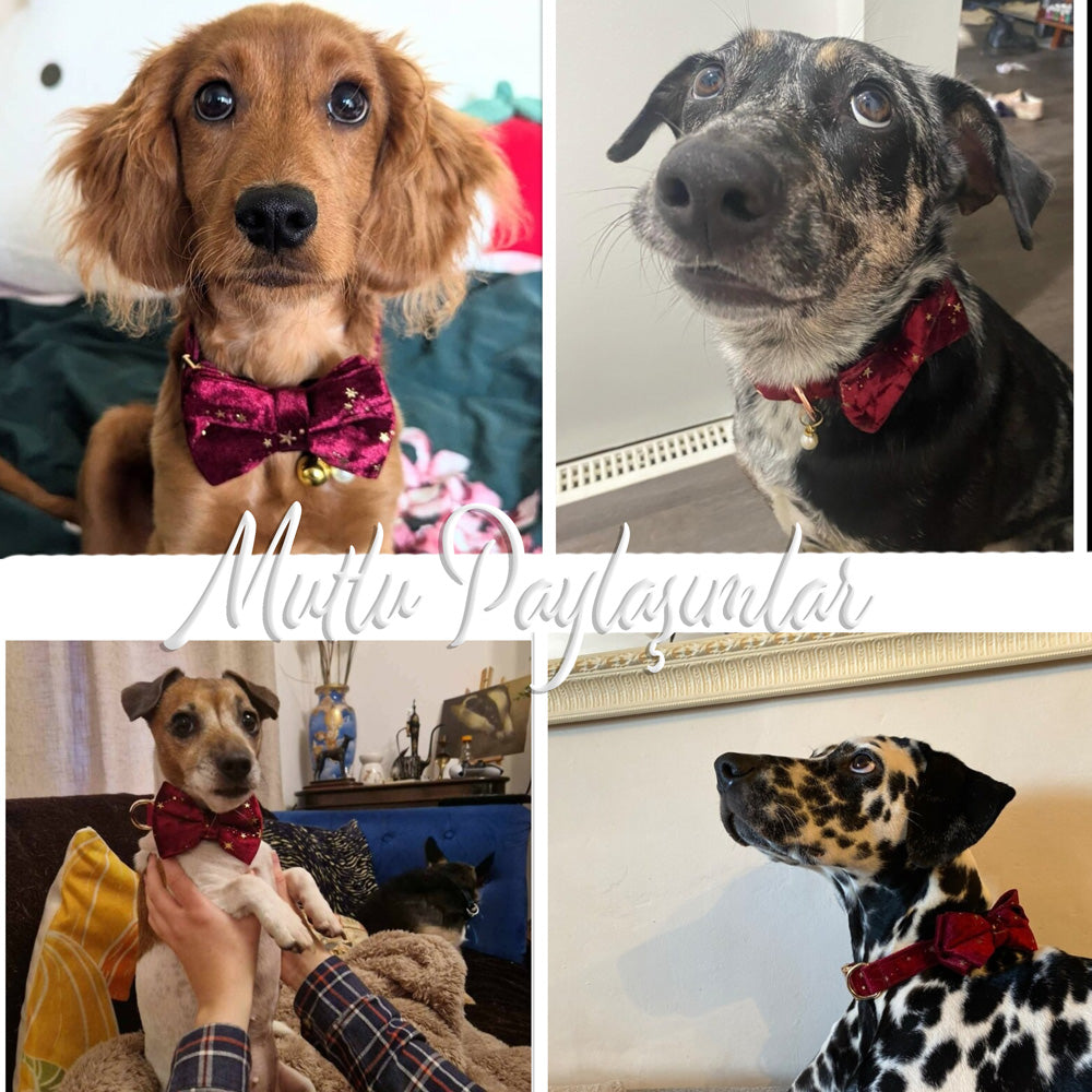 Köpek Boyun Tasması İsimli Bordo Kadife 764243