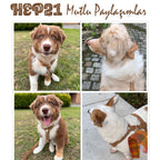 Köpek Boyun Tasması İsimli Kahve 882727