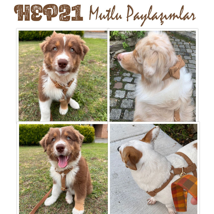 Köpek Boyun Tasması İsimli Kahve 882727