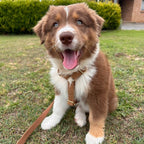 Köpek Boyun Tasması İsimli Kahve 882727