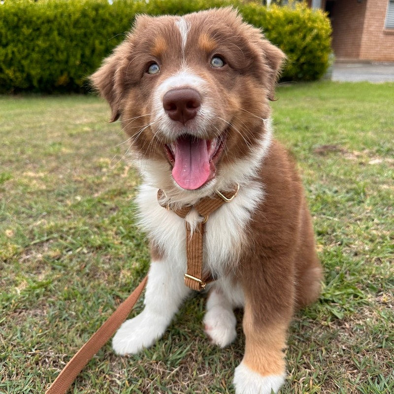 Köpek Boyun Tasması İsimli Kahve 882727