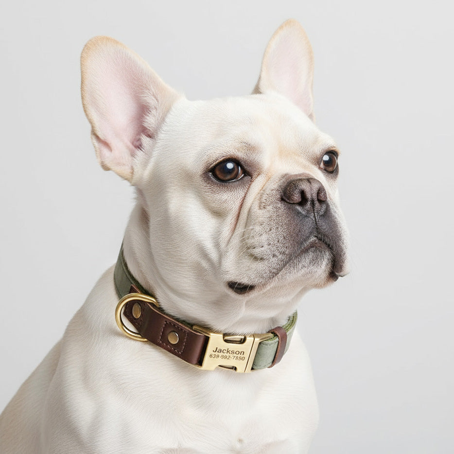 Köpek Tasması  İsimli Boyun Tasma 049141