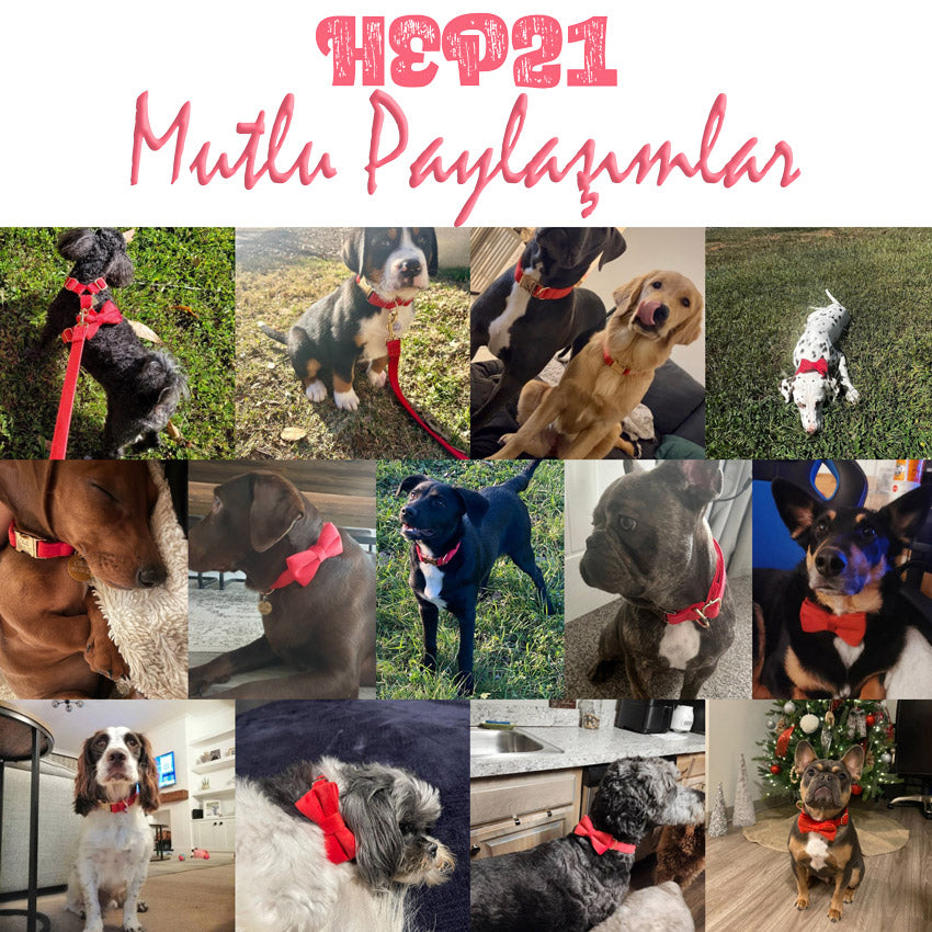 Köpek Boyun Tasması İsimli Kırmızı Kadife 470184