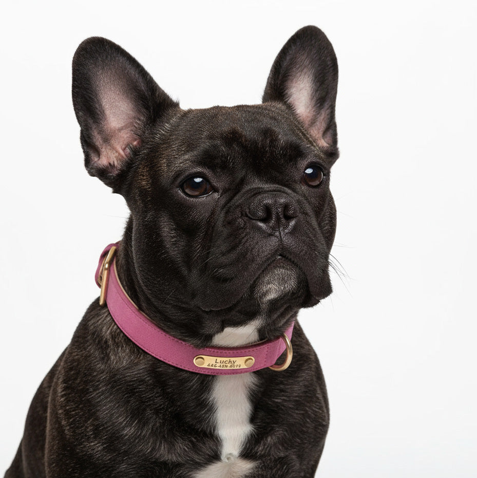 Deri Köpek Tasması İsimli Boyun Tasması 588804