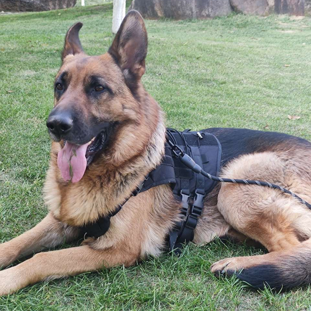 Köpek Göğüs Tasması Tactical isimli 367213